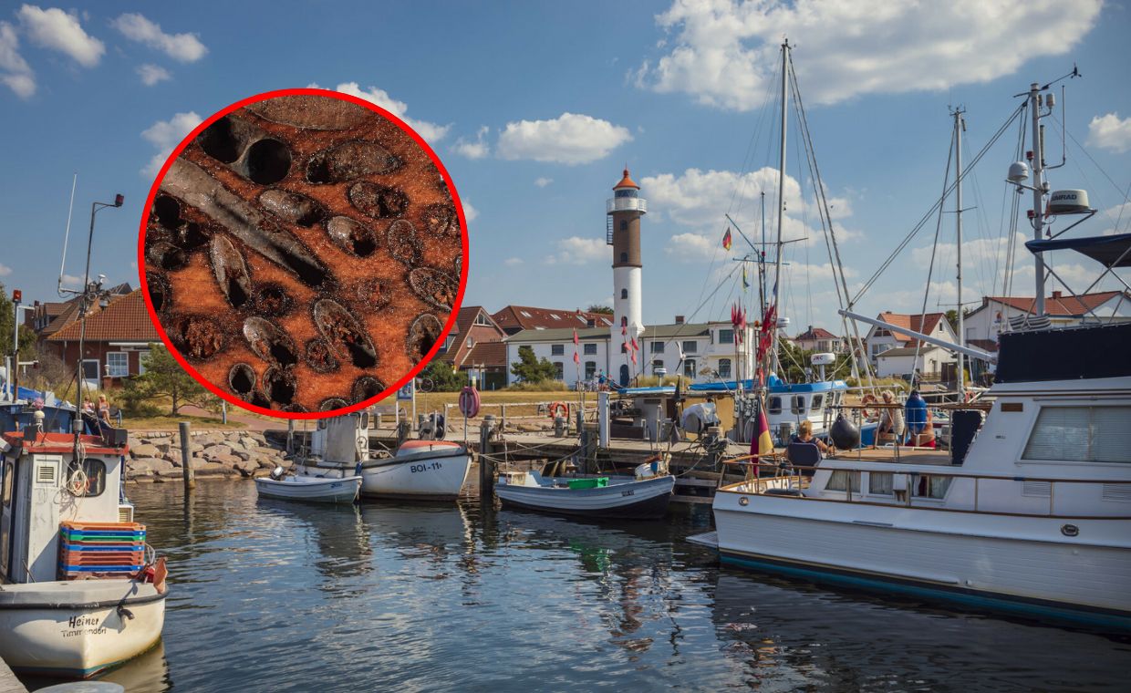 Inwazyjny małż sieje spustoszenie. Niebawem dotrze do Polski?