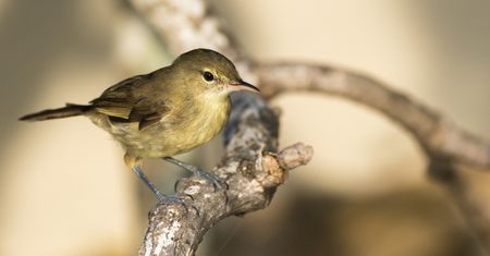 Domownicy zmieniają twoje jelita? Badanie na ptakach sugeruje, że tak