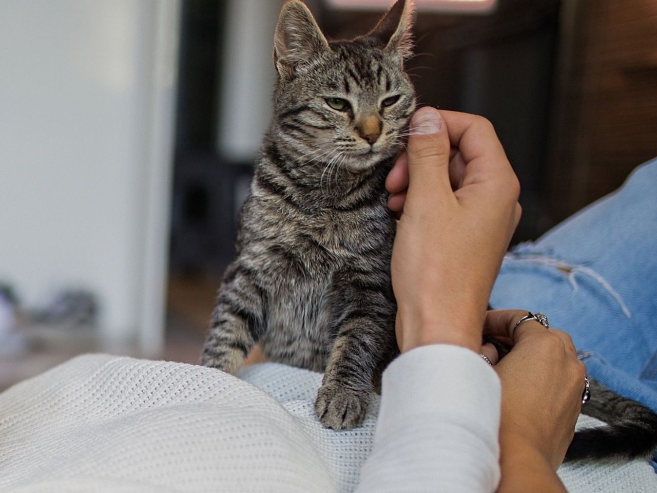 Cat kneading explained: Affection, comfort, or anxiety?