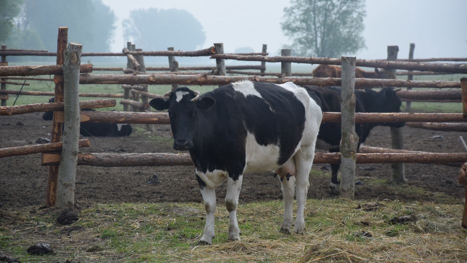 Pawłowice. W pożarze obory zginęło 27 krów