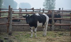 Pawłowice. Pożar obory. Zginęło 27 krów