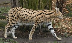 Afrykański serwal uciekł z hodowli. Trwają poszukiwania