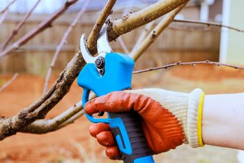 Przycinanie drzew i krzewów w kwietniu. Tych roślin lepiej nie ruszaj