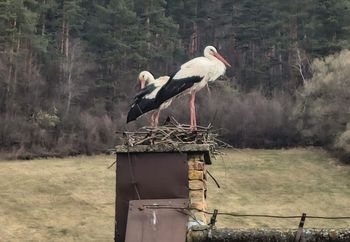 Zaczyna się w gniazdach. "Oficjalnie!" Leśnicy pokazali dowód