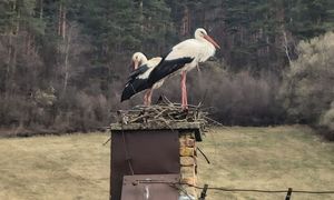 Zaczyna się w gniazdach. "Oficjalnie!" Leśnicy pokazali dowód