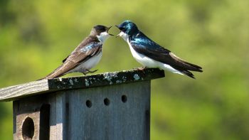 Polacy są "narodem eksperckim"? Jak nauka tłumaczy istnienie "profesorów Facebooka" i "doktorów Twittera"