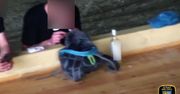 Wciągał kreskę pod okiem kamery monitoringu. 44-latek zatrzymany z narkotykami