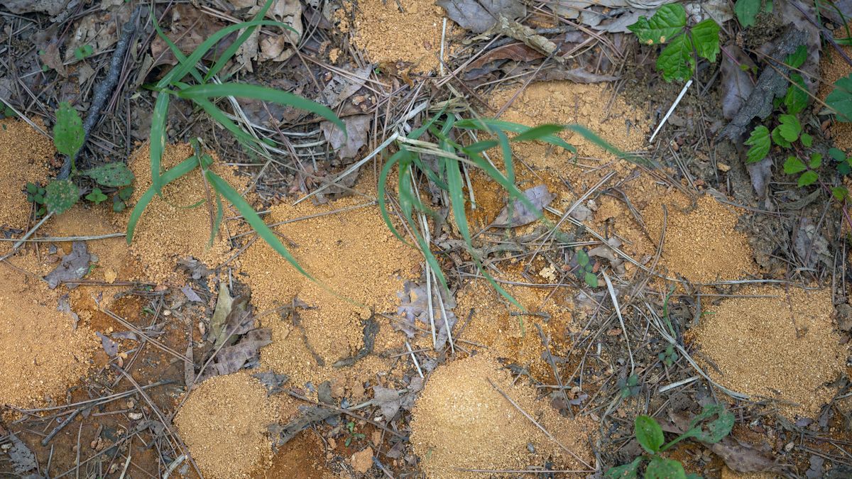 Jak pozbyć się mrówek?