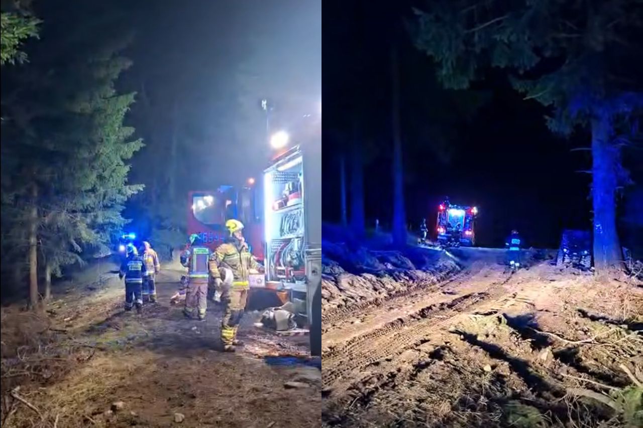 "Bezmyślność, głupota". Palił się młody las