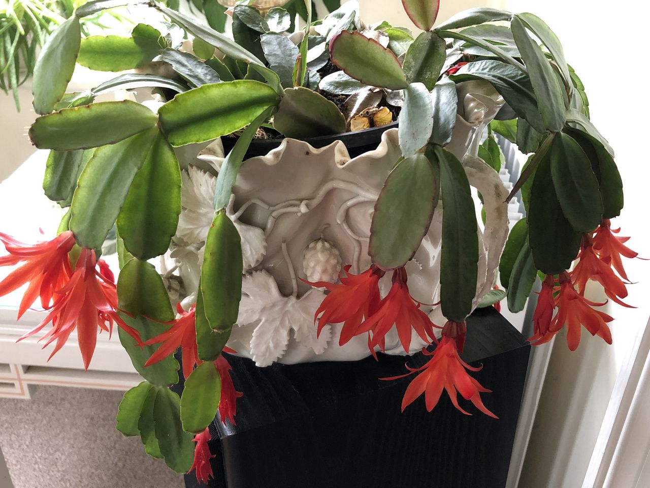 Care tips for a thriving and blooming Christmas cactus
