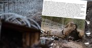 Martwy żubr na polsko-białoruskiej granicy. Stado w śmiertelnej pułapce?