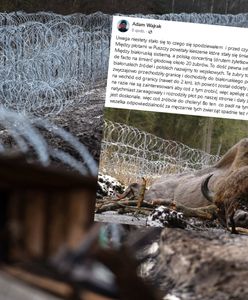 Martwy żubr na polsko-białoruskiej granicy. Stado w śmiertelnej pułapce?