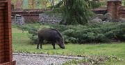 Pruszcz Gdański: Coraz częściej spotykamy dziki jesienią. Jak się zachować?
