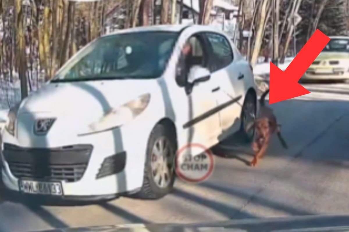 Ciągnął psa na smyczy podczas jazdy samochodem. Nagranie obiegło sieć