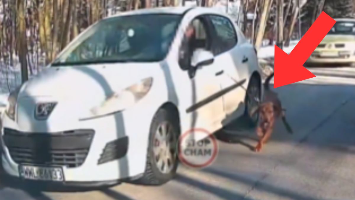 Ciągnął psa na smyczy, jadąc samochodem. 