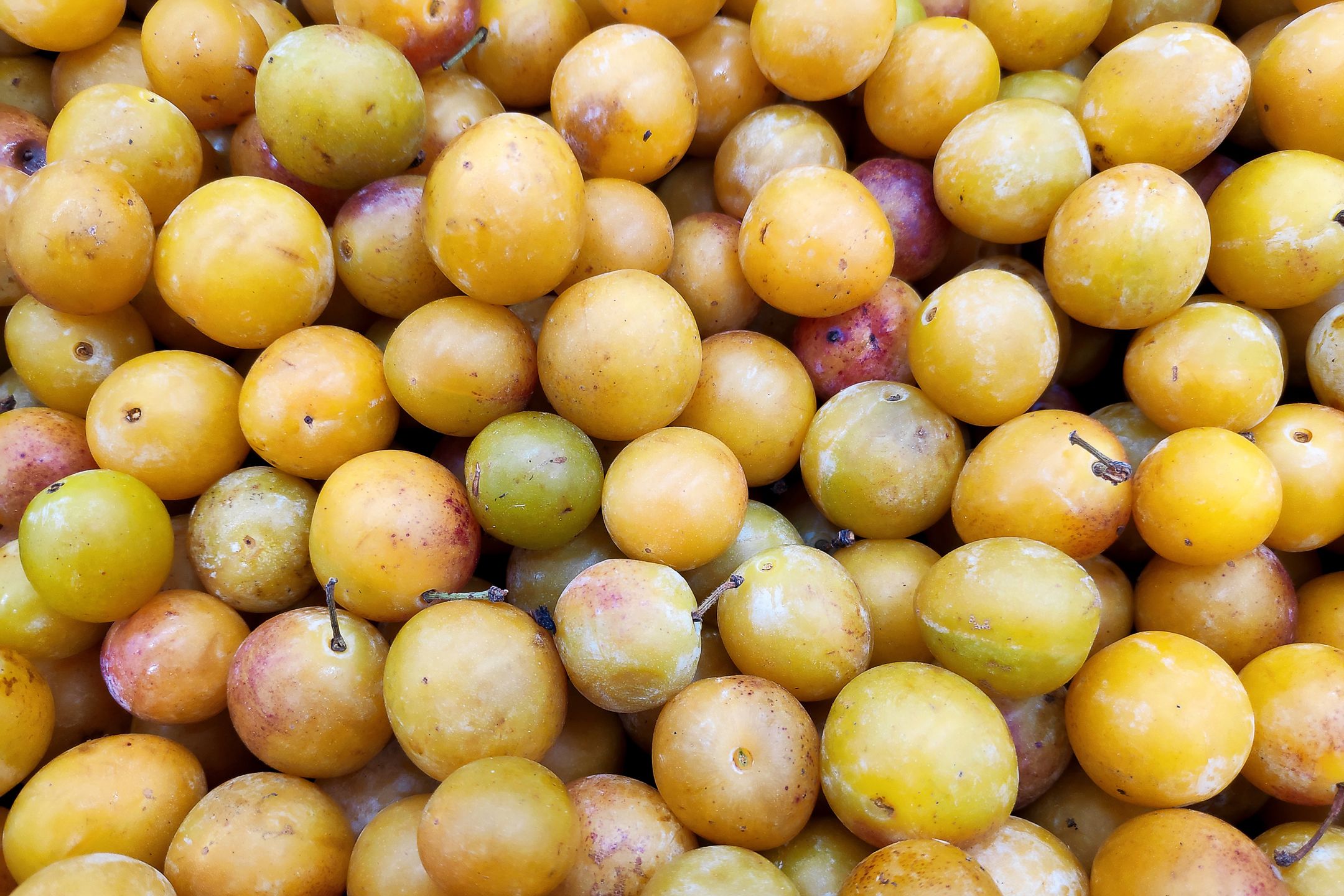 Stack of Mirabelle plums (Prunus domestica subsp. syriaca) on a merchant's stall.
Mirabelle plum, mirabelle prune, cherry plum, Prunus domestica subsp. syriaca, plum, Farmer's Market, Fruit, food photography, groceries, Sweet Food, vegan food, mirabelle plum, mirabelle prune, cherry plum, prunus domestica subsp. syriaca, plum, farmer's market, fruit, food photography, groceries, sweet food, vegan food