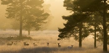 Stumilowy las z "Kubusia Puchatka" istnieje naprawdę. Nie każdy wie, jak łatwo tam dotrzeć