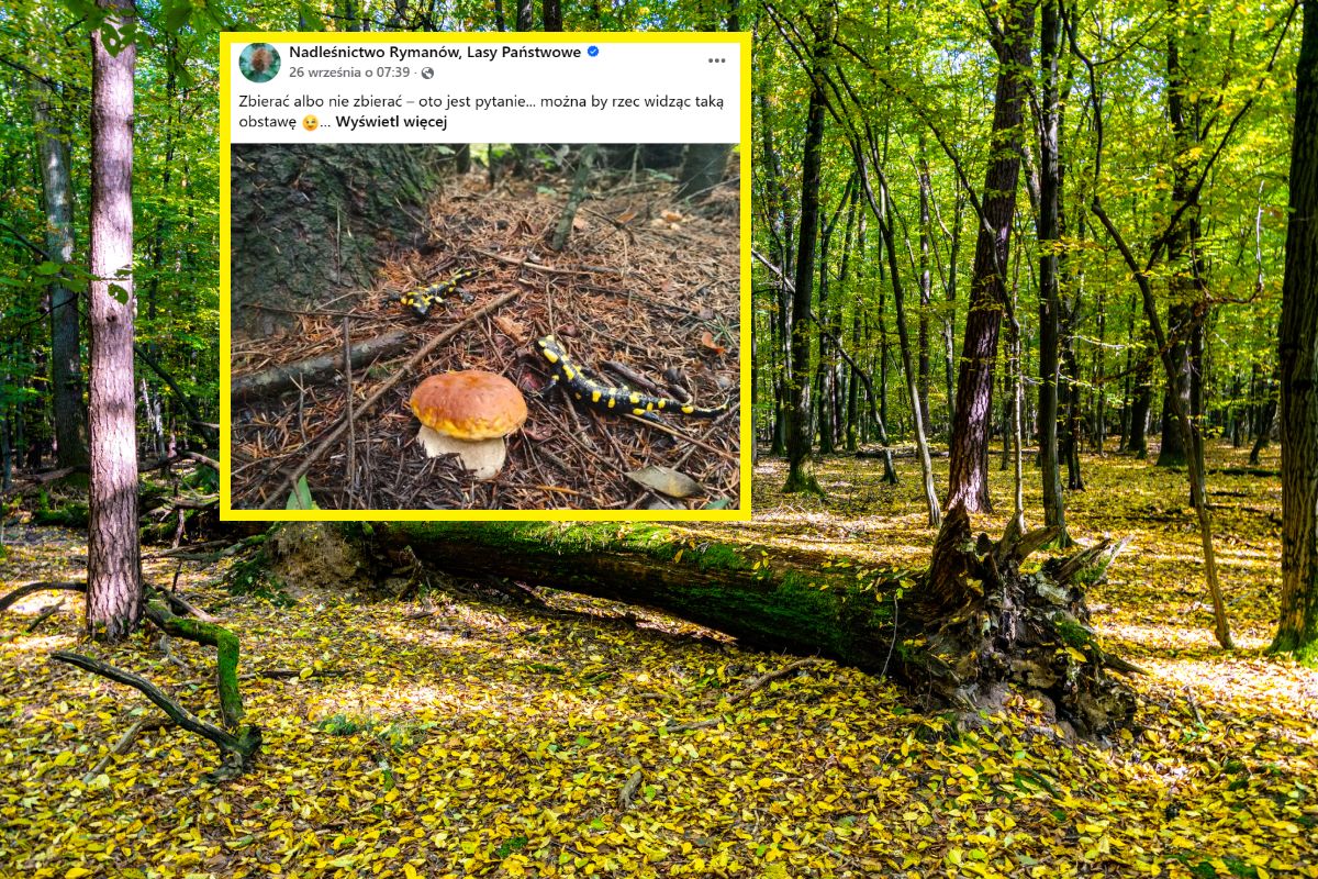 Dwa królestwa na jednym zdjęciu. Grzyb z wyjątkową "obstawą"