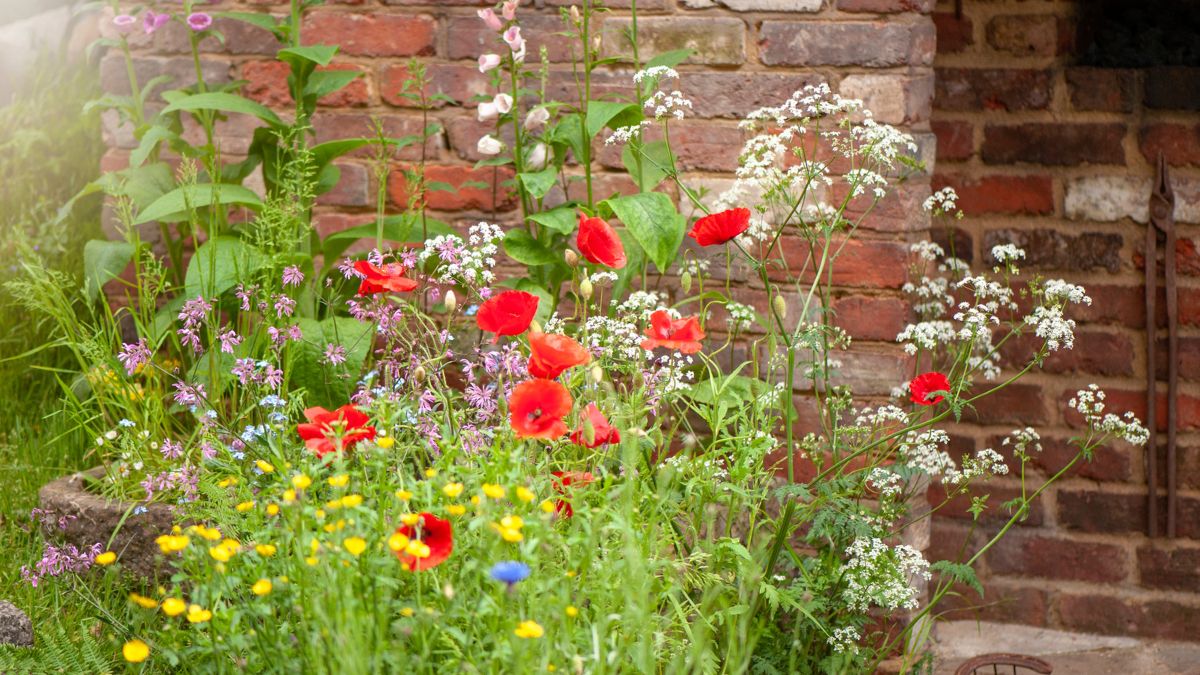 Rośliny przy murze w ogrodzie