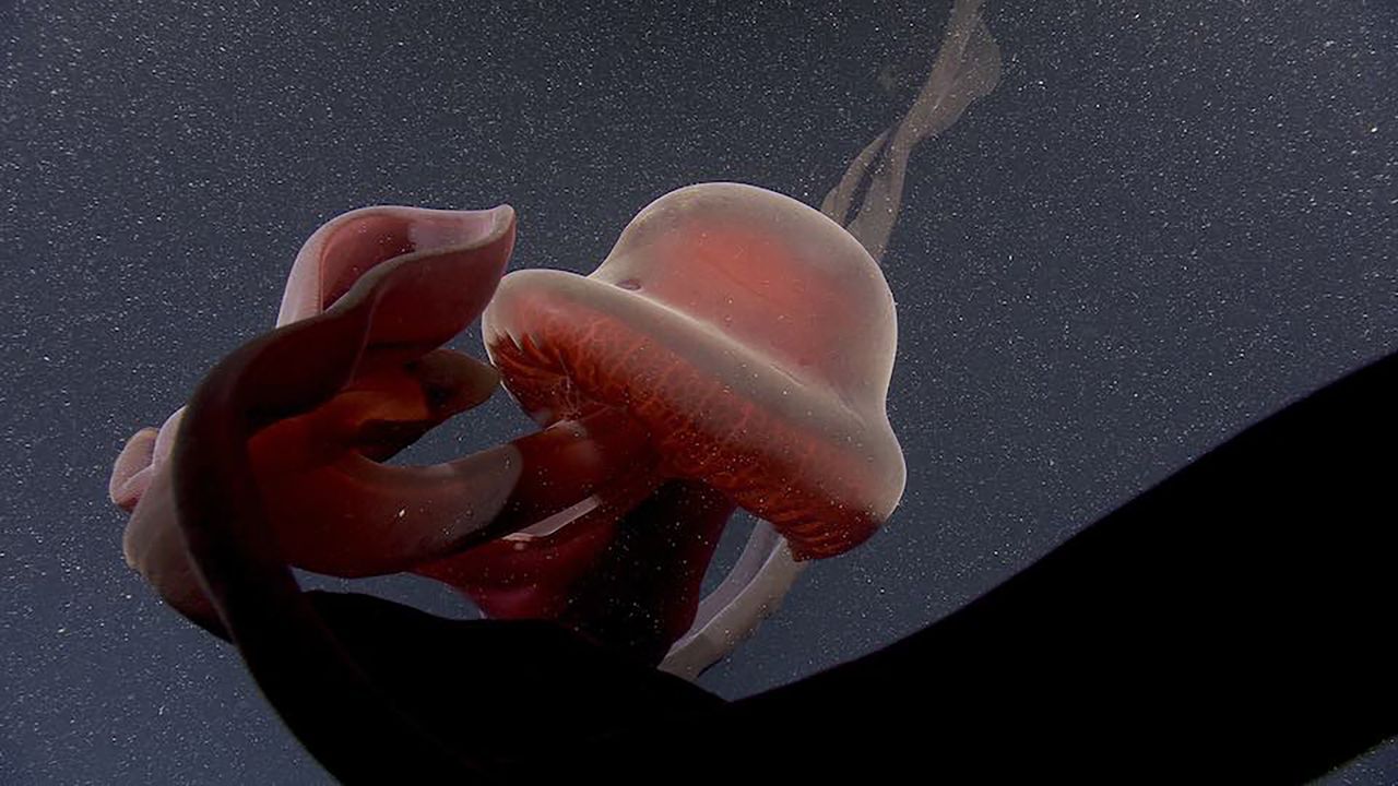 Nagranie pokazuje olbrzymią meduzę. To zwierzę jest ekstremalnie rzadkie
