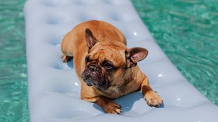 Buldog francuski w upał. Dlaczego trzeba szczególnie uważać?