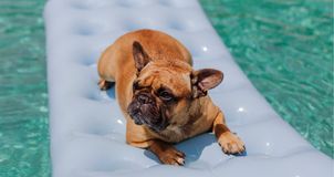 Buldog francuski w upał. Dlaczego trzeba szczególnie uważać?