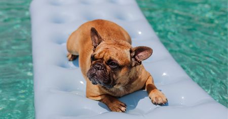Buldog francuski w upał. Dlaczego trzeba szczególnie uważać?