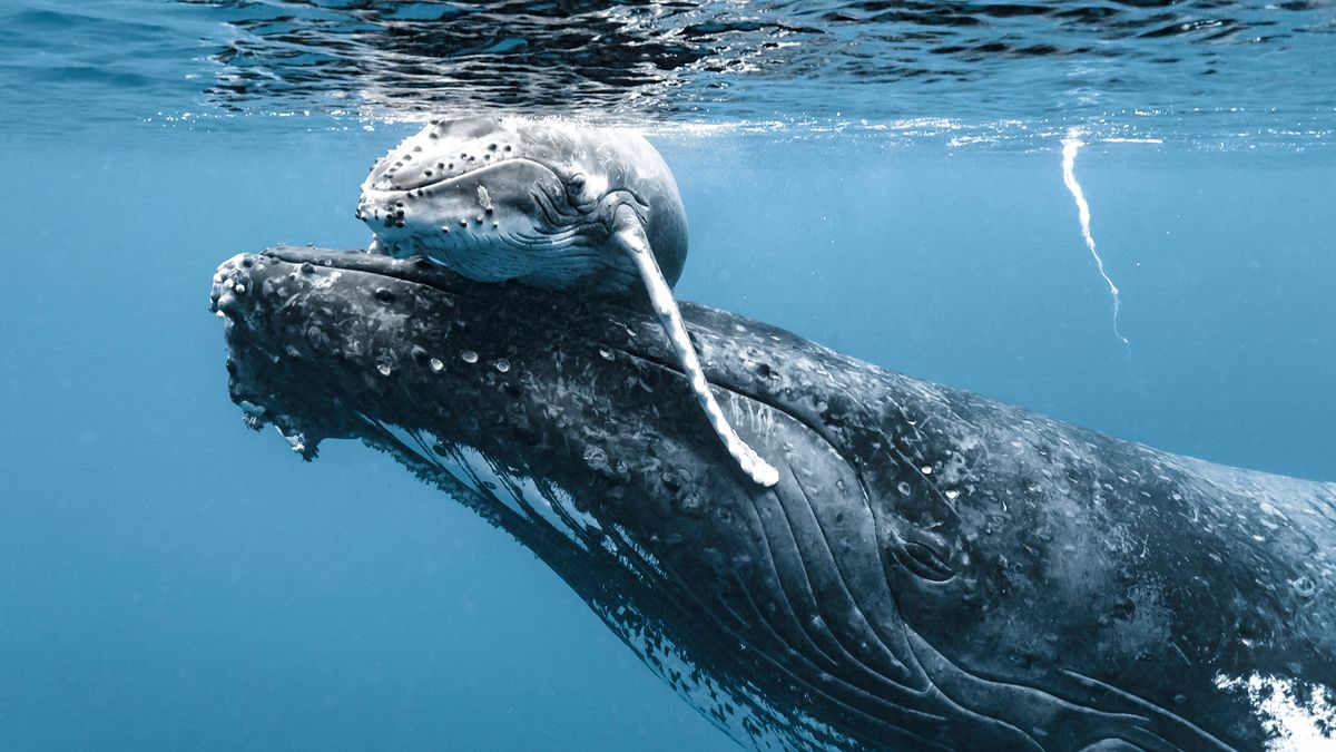 Mały wieloryb tuli się do matki. Te zdjęcia naprawdę rozczulają 1