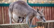 Poznań: Zoo zaprasza na rodzinny piknik z wyjątkową misją