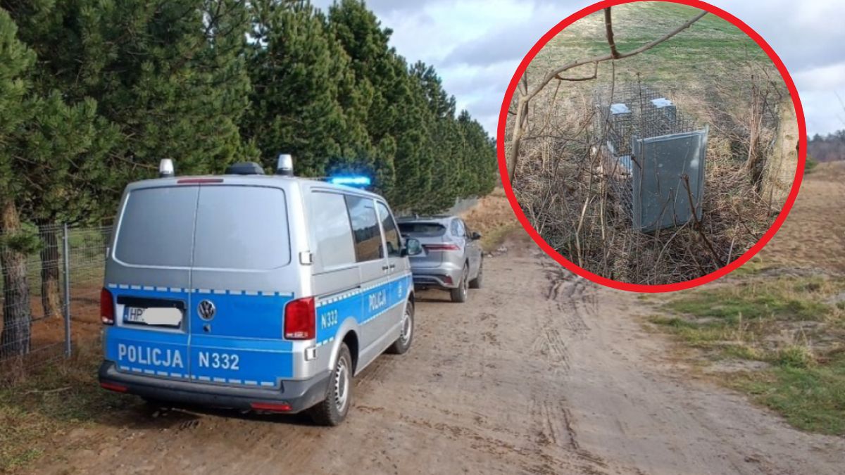 Martwe zwierzę w klatce nieopodal pola golfowego