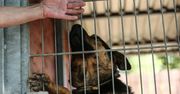 Kilkadziesiąt zaniedbanych zwierząt. Rusza proces w sprawie schroniska w Radysach