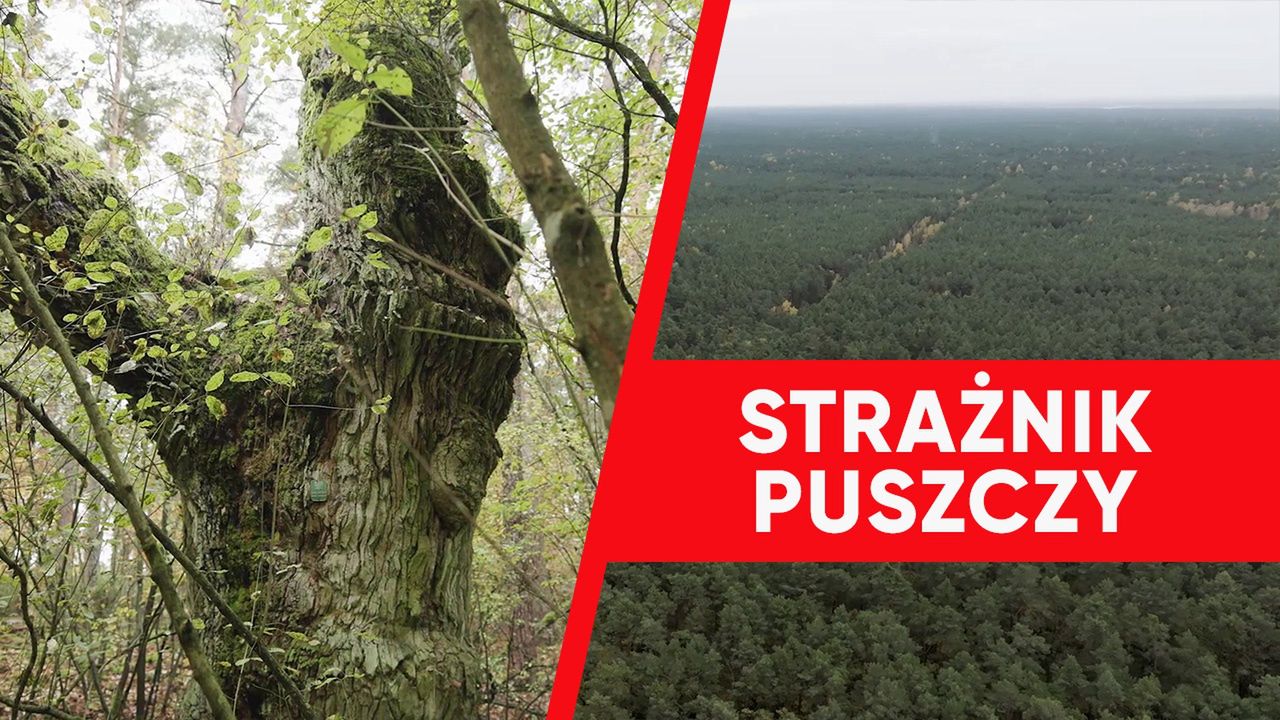 Wirtualna Polska wspiera strażników puszczy