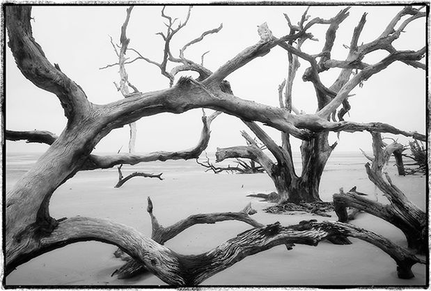 Stara wyspa pełna dębów na czarno białych fotografiach Diane Kirkland
