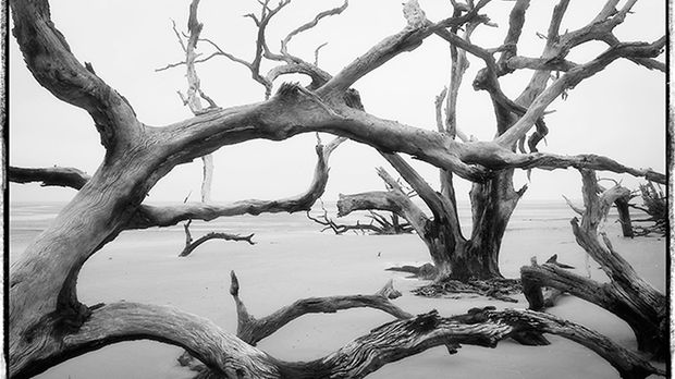 Stara wyspa pełna dębów na czarno białych fotografiach Diane Kirkland 1
