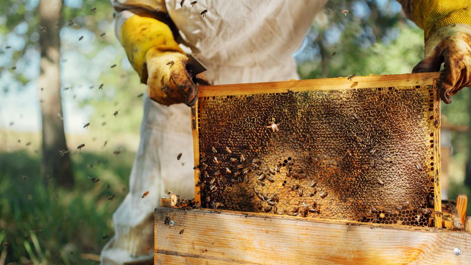 Po czym poznać, że miód jest zepsuty wyjaśnia pszczelarz