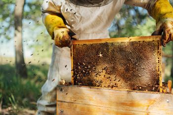 Łęczyca: Święto pszczelarzy. Tradycja i słodka pasja