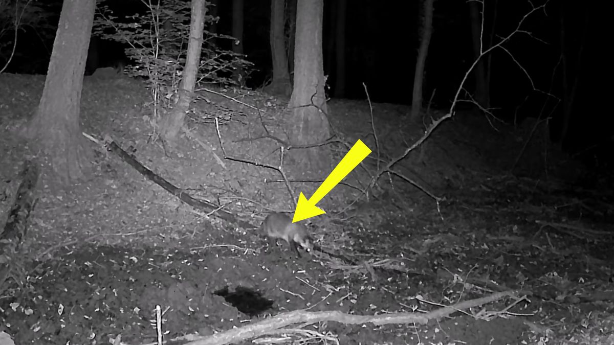 Uchwycił jenota w Puszczy Niepołomickiej.