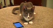 There's an app for cat [wideo]