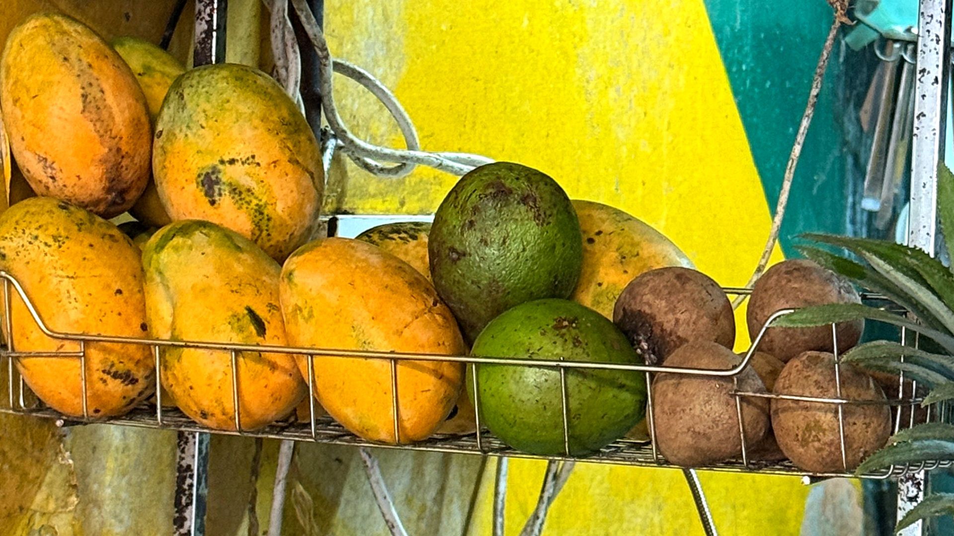 Plamy, przebarwienia lub drobne wgniecenia nie muszą oznaczać, że owoc jest zepsuty.