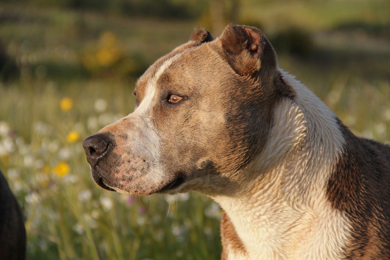 Tragedia w USA. Pitbull rozszarpał siedmiolatkę