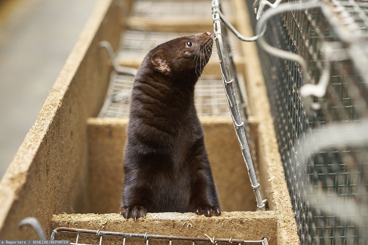 Zakaz hodowli zwierząt futerkowych. "Nie będzie rzezi norek"