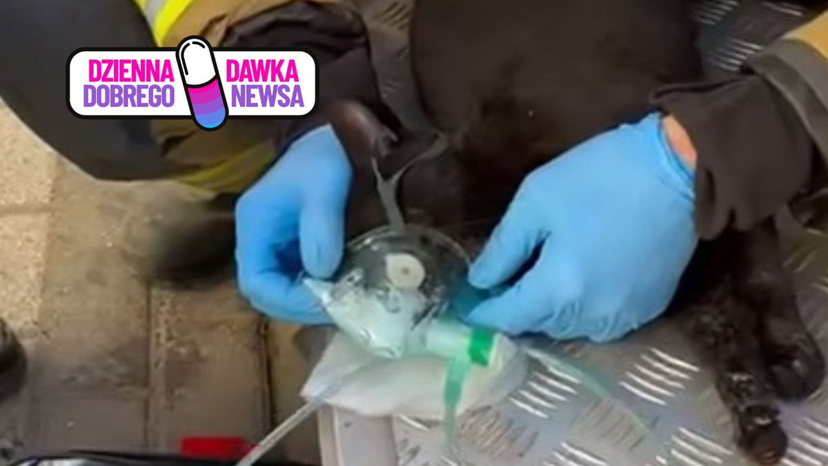 Strażacy uratowali kota