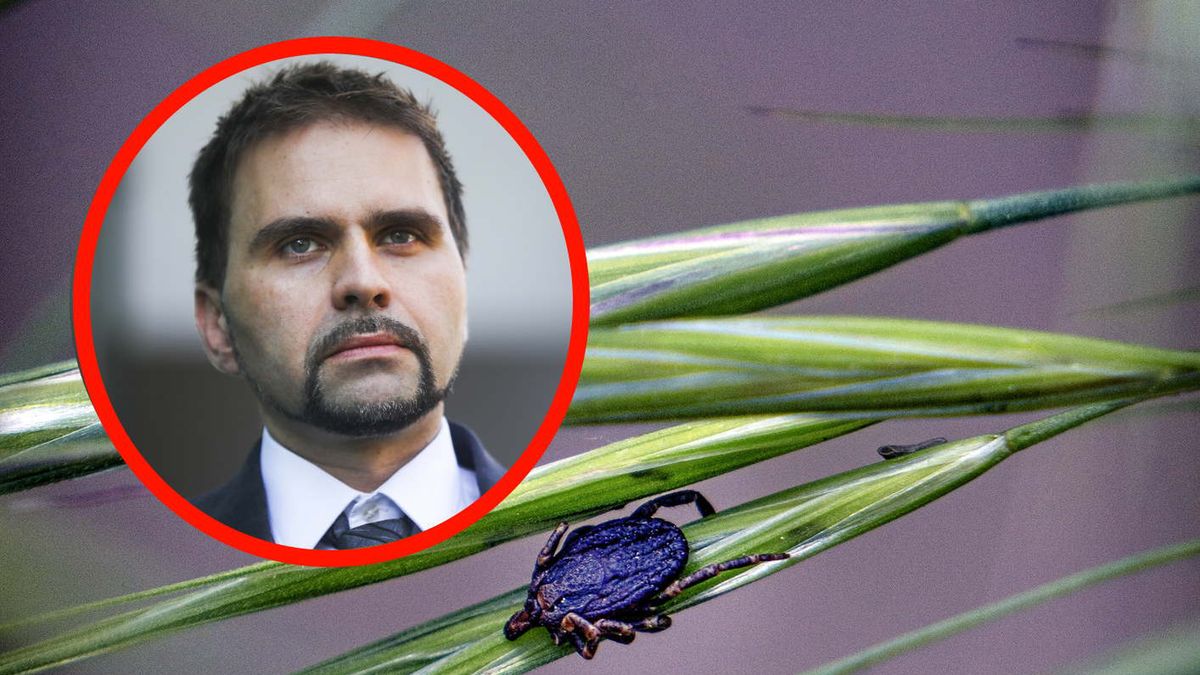 Kleszcze afrykańskie już w Polsce. Ale nie ich powinniśmy się obawiać