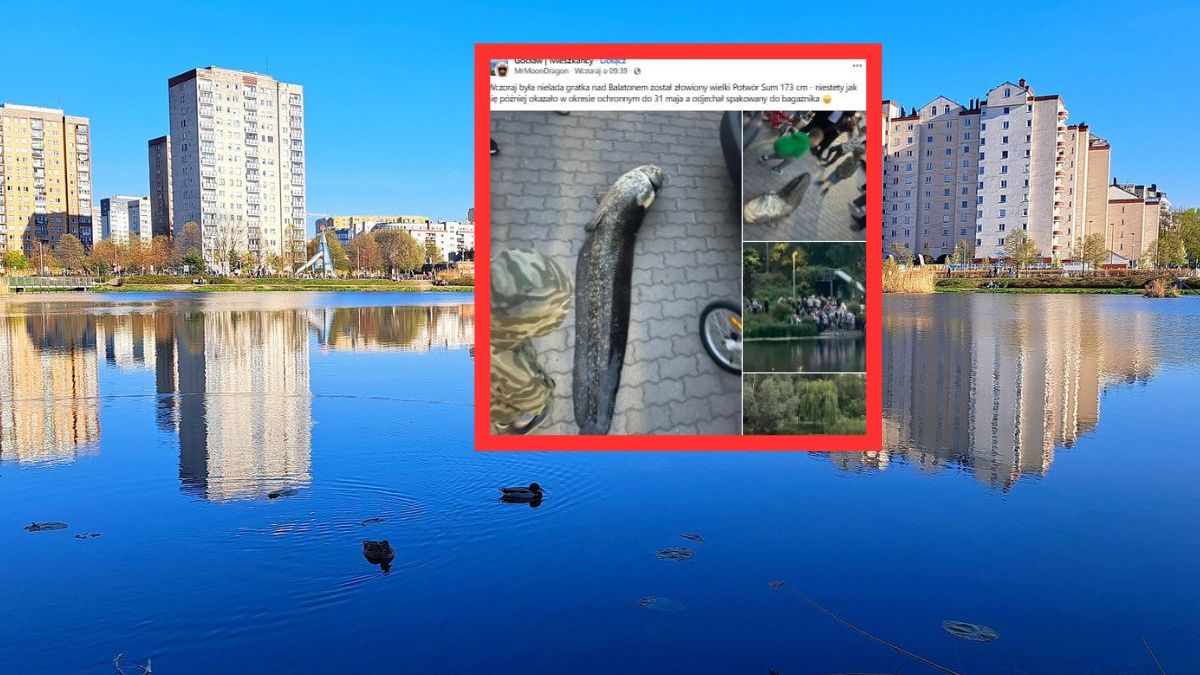 Gigantyczny sum nad Balatonem. Internauci oburzeni