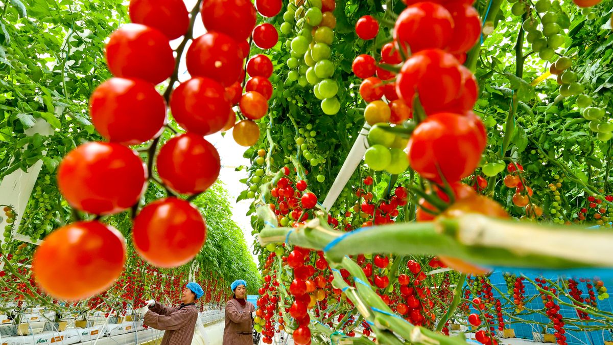 ZHANGYE, CHINA - NOVEMBER 18: Workers pick cherry tomatoes at an intelligent greenhouse of Sanhe Smart Agriculture Industrial Park on November 18, 2025 in Zhangye, Gansu Province of China. (Photo by VCG/VCG via Getty Images)