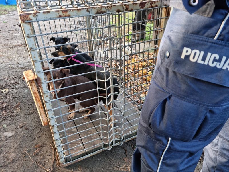 Dramat zwierząt na posesji w Lesznie