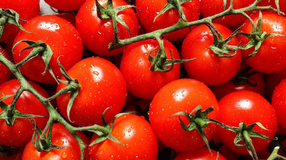 pomidory