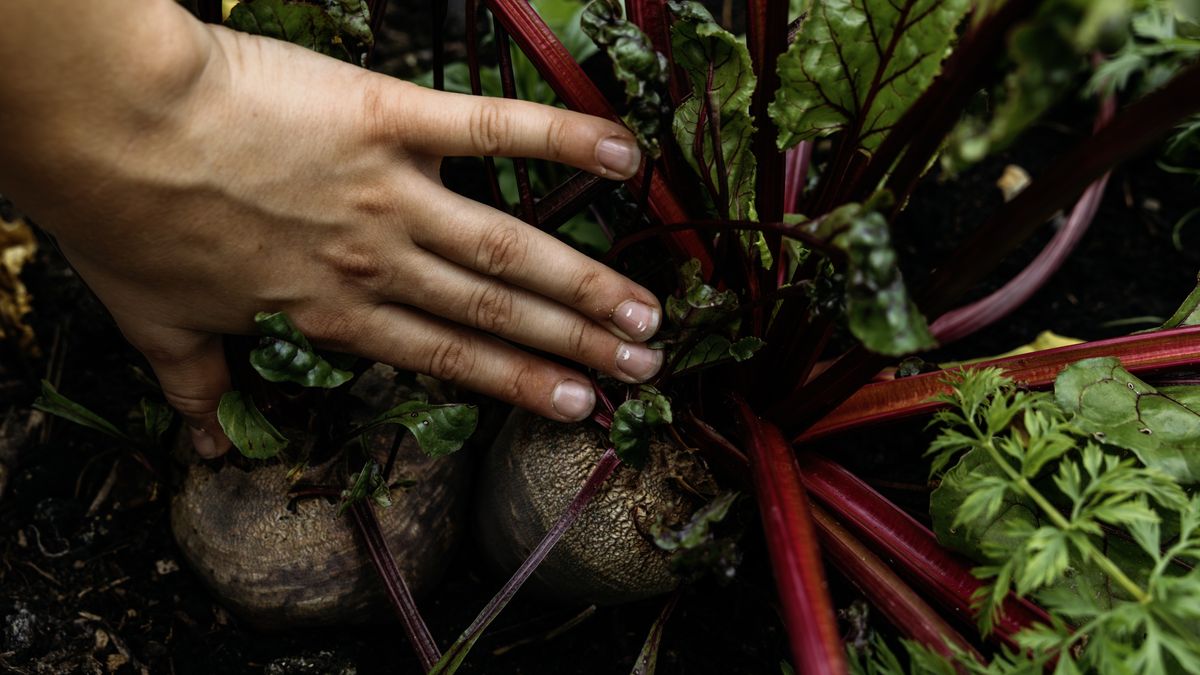 Hand harvesting fresh organic beetroot from garden soil
Hand gently pulling up vibrant red-stemmed beetroot from rich soil, highlighting sustainable farming practices and the fresh, healthy food grown in a home garden
Oliver Helbig