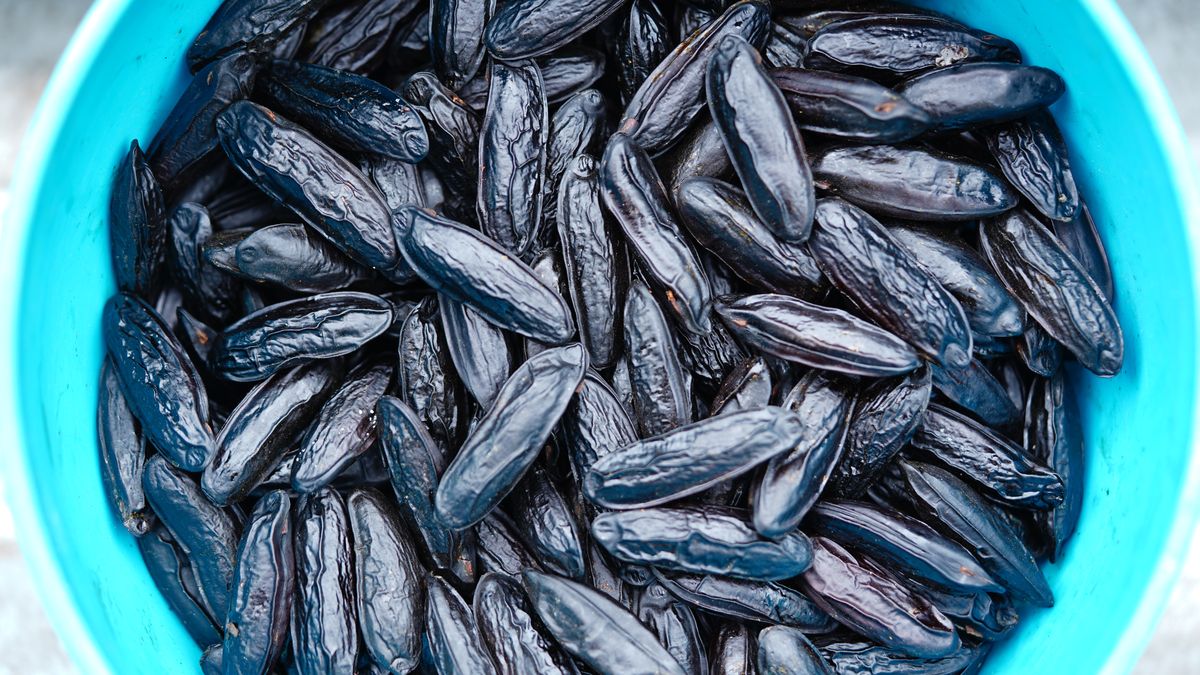 Fasola tonka - Pyszności