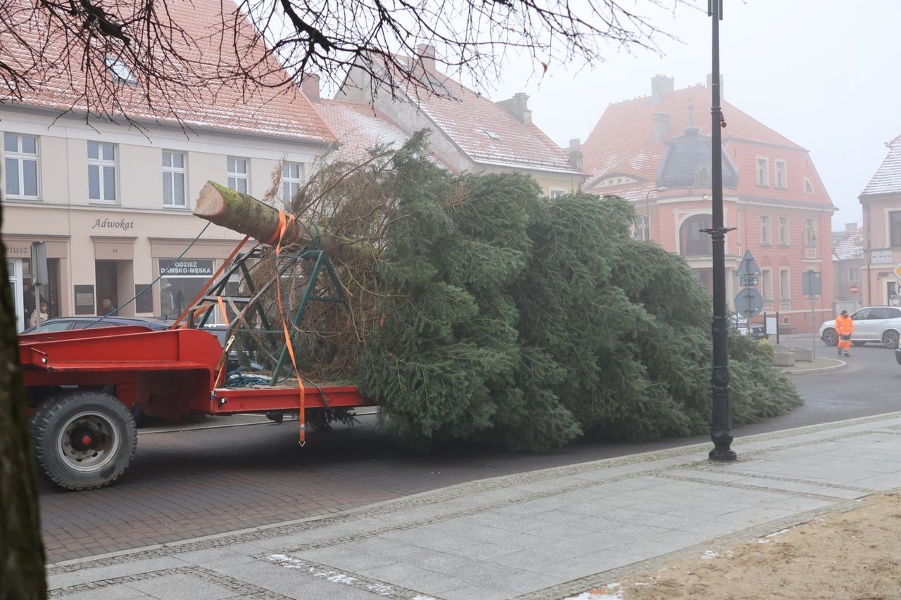 Pleszew: Do postawienia ogromnej choinki potrzebny był dźwig. To prezent od rodziny z Taczanowa Drugiego